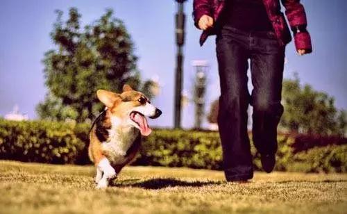 测一测你家狗能活多久!