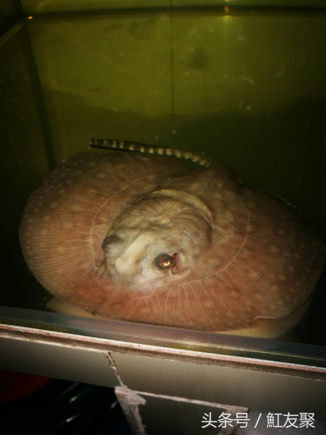 魟鱼饲养讲解视频,魟鱼饲养入门