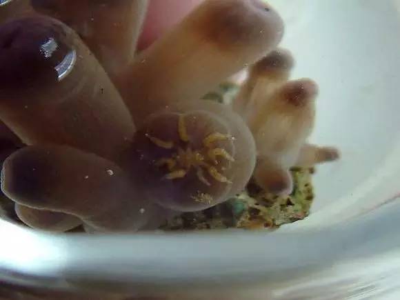 海缸好玩的小生物,海缸稀奇生物