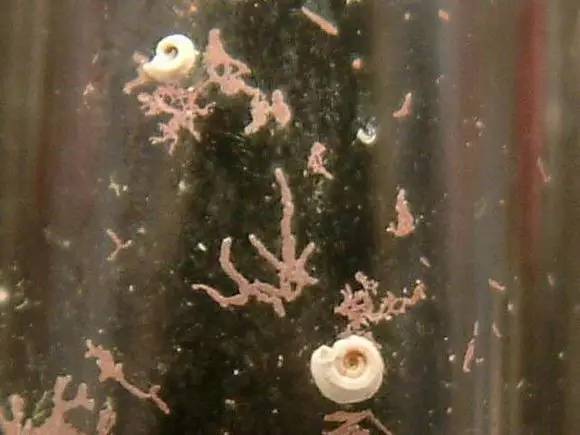 海缸好玩的小生物,海缸稀奇生物