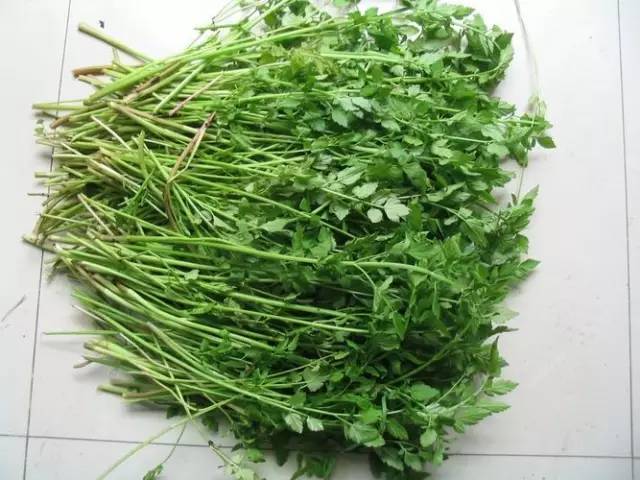 开春挖野菜教你轻松识别18种野菜,您知道春季最养肝护肝的野菜吗