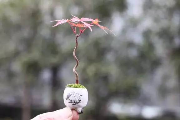 拇指盆栽欣赏,拇指小盆栽