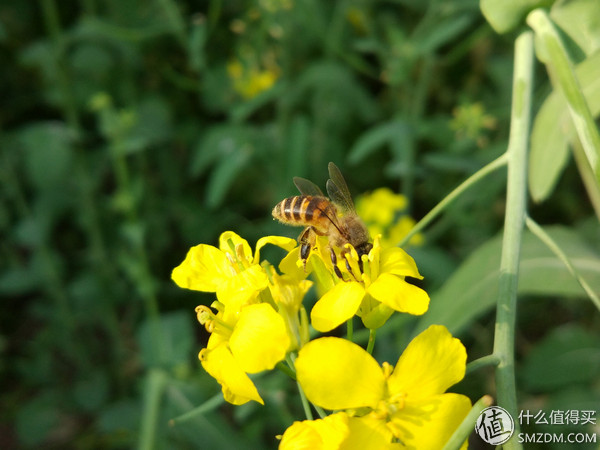 小米5测评视频,小米5使用体验感受如何