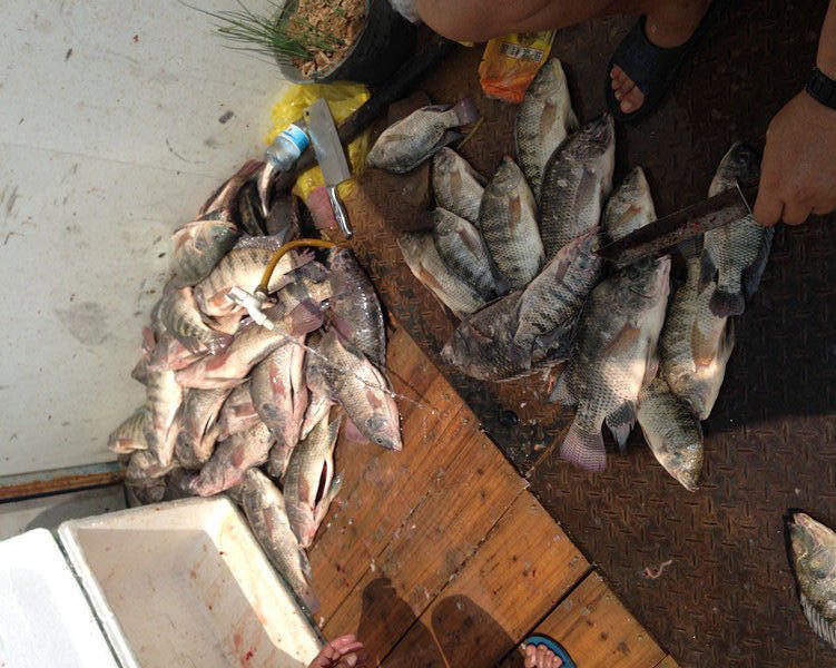 湛江千人钓鱼视频,疯狂钓鱼人钓到了最大的鱼