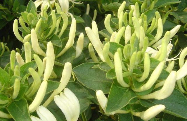 农村最赚钱种植的项目有哪些,广西农村种植什么赚钱不愁销路