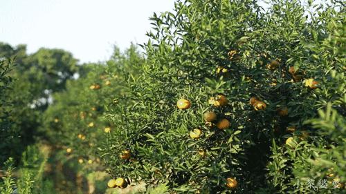 哪一种橘子皮是中药陈皮,一个橘子皮怎么会叫陈皮