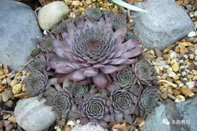 大连多肉在野外的生长环境,常见的一些多肉品种