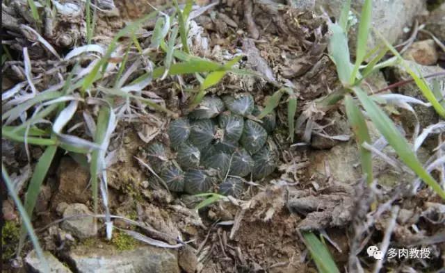 大连多肉在野外的生长环境,常见的一些多肉品种