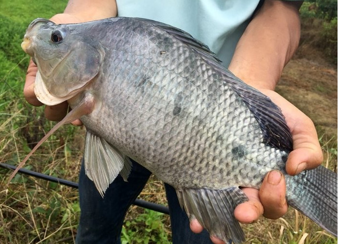 湛江千人钓鱼视频,疯狂钓鱼人钓到了最大的鱼