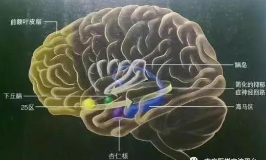 绘制神经系统的生理解剖图,人体骨骼血管神经系统解剖图