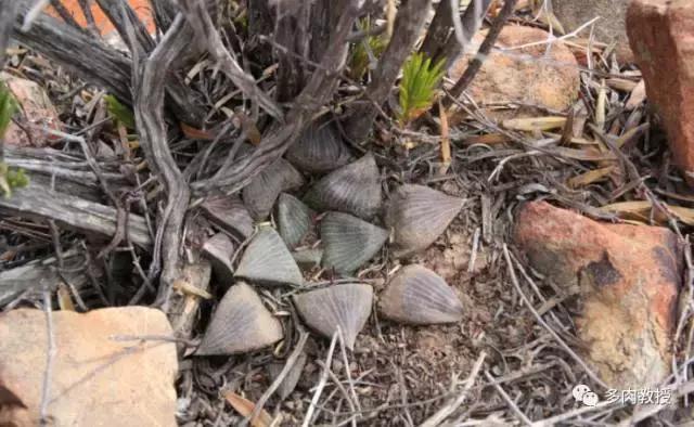 大连多肉在野外的生长环境,常见的一些多肉品种