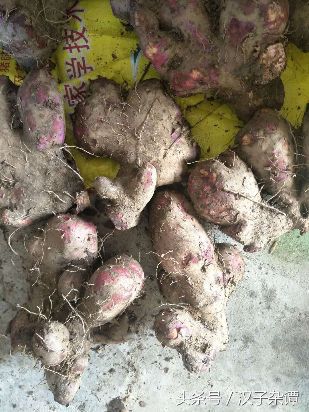 看似熊掌，实则佛掌，形象到不忍心下筷