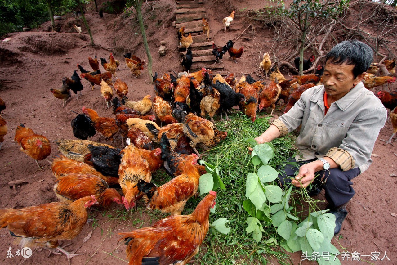 养鸡小苏打正确使用方法,养鸡秘诀小苏打