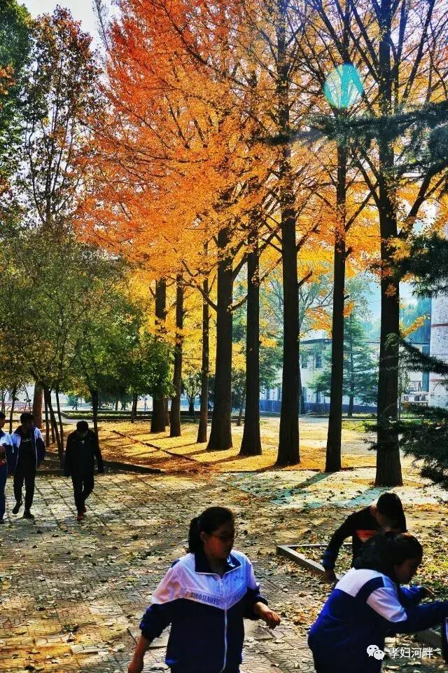 博山区银杏树,博山源泉淄博二中