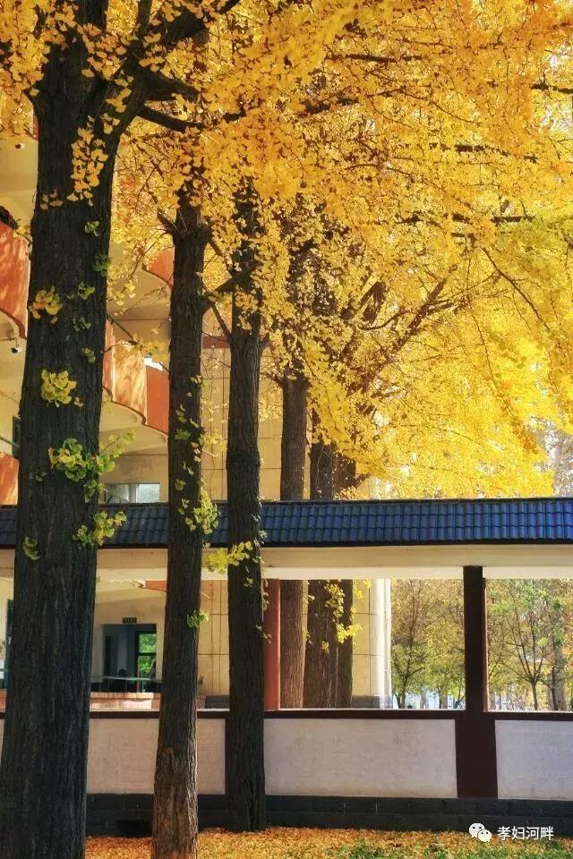 博山区银杏树,博山源泉淄博二中