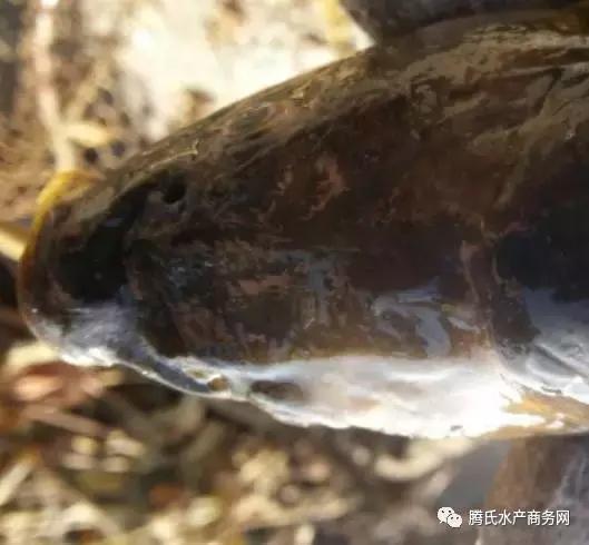 冬季锦鲤鱼病防治,鲤鱼越冬综合征怎么治疗