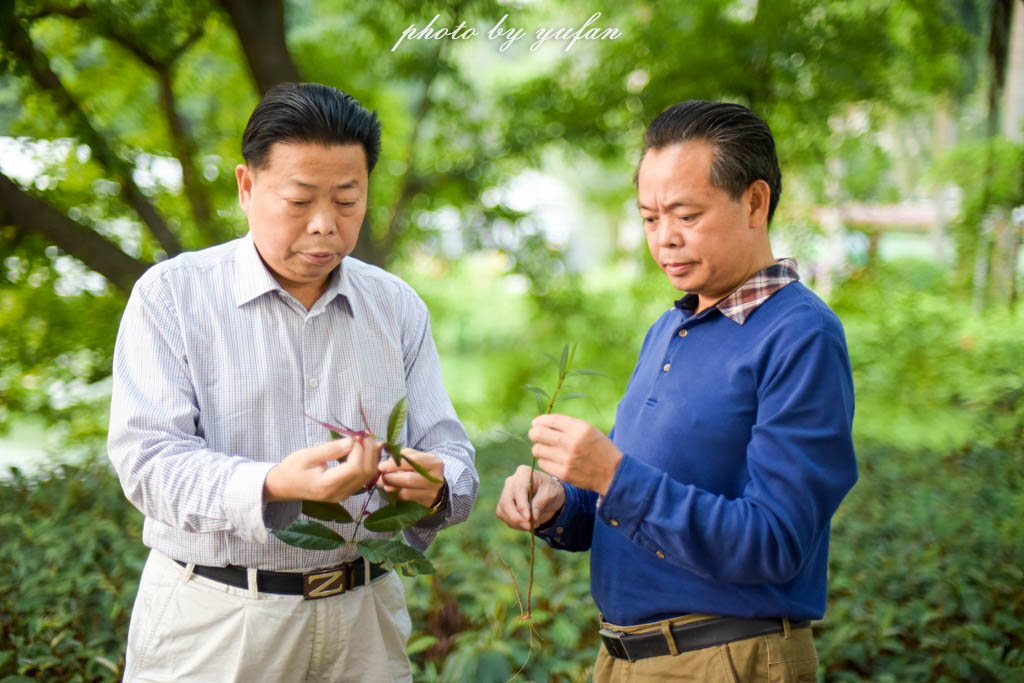 实拍农村常见38种中草药植物,我们身边的中药花草有哪些