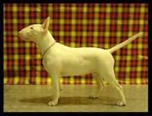 迷你牛头梗是什么样子,迷你牛头梗有尴尬期么