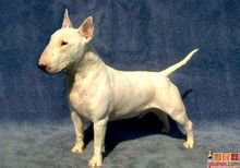 迷你牛头梗是什么样子,迷你牛头梗有尴尬期么