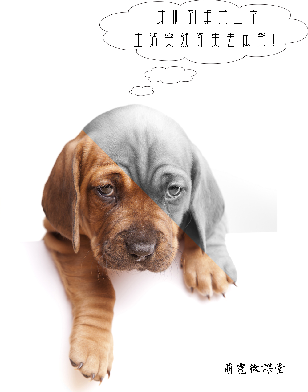 宠物冷知识巴哥犬,宠物冷知识英文版