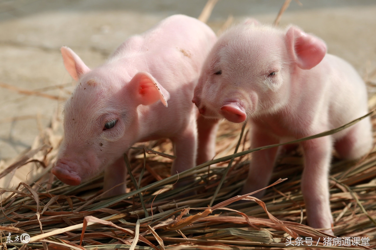 小猪换了饲料拉稀可以自愈吗,小猪断奶饲料加什么药防止拉稀