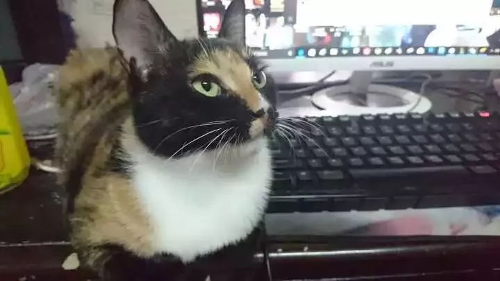 玳瑁猫最丑的猫,玳瑁猫长得好凶