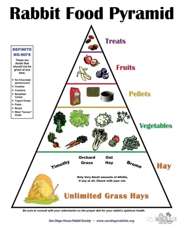 养一只兔子需要做什么,养只兔子做宠物