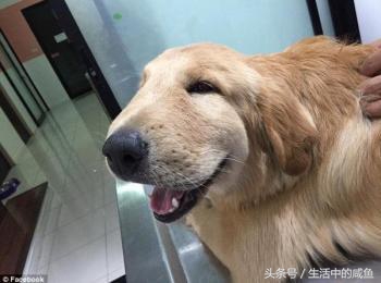 在宿舍被马蜂蛰了以后该怎么处理,被马蜂蛰了的经历