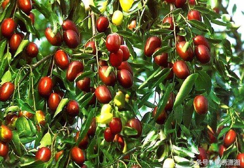 衡南县湘黄鸡,衡南县的湘黄鸡