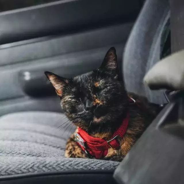 玳瑁猫最丑的猫,玳瑁猫长得好凶