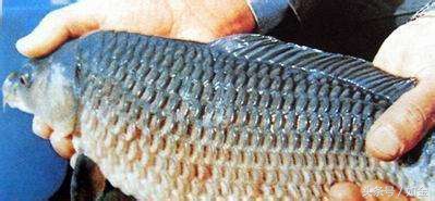 热带鱼炸鳞病的防治,鱼儿鳞病是怎么引起的