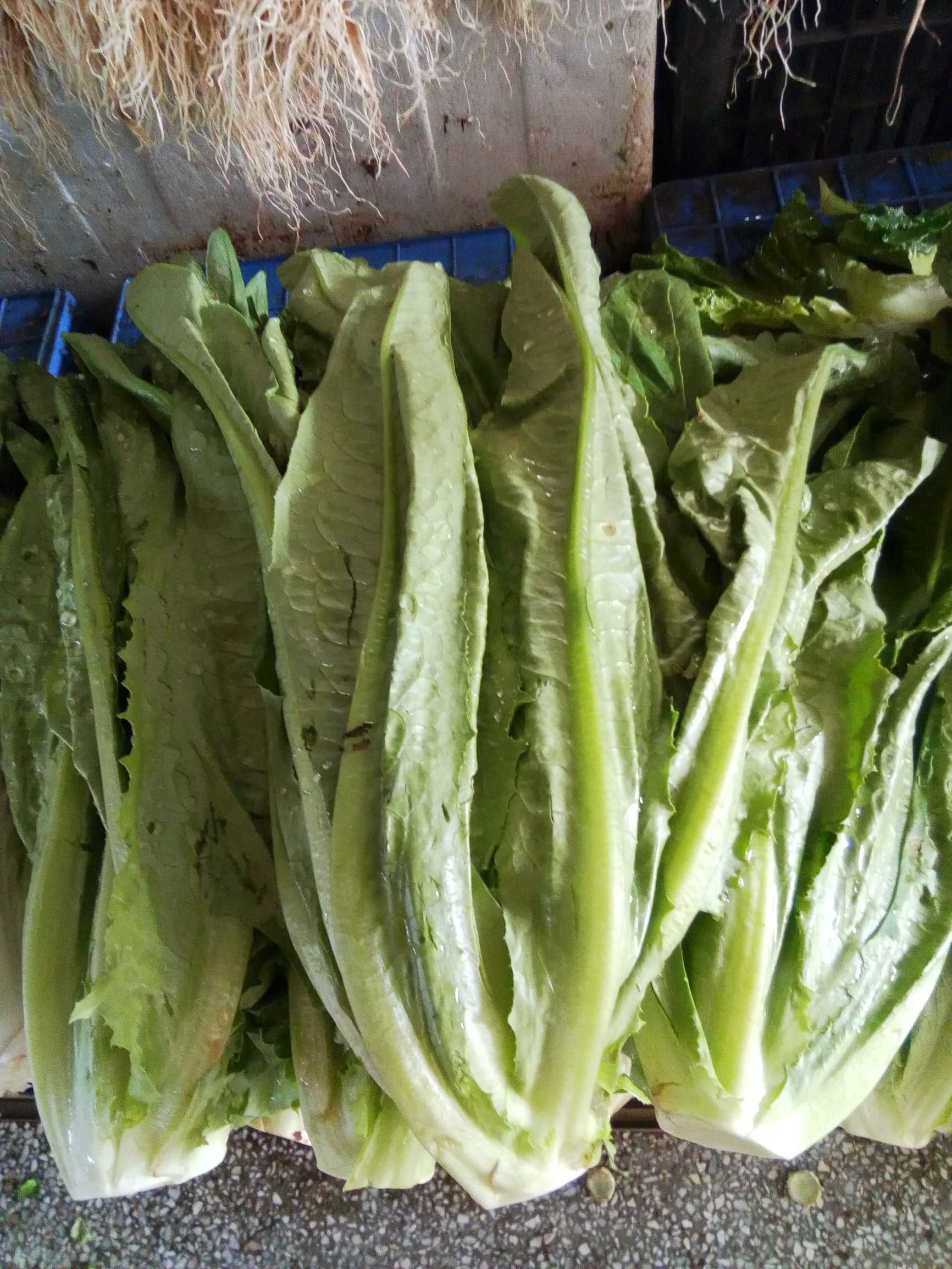 冬天什么菜最便宜最好,冬天的菜便宜