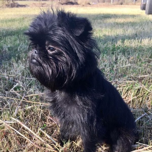 立耳黑狗是什么品种,白色带黑斑点的狗是什么品种