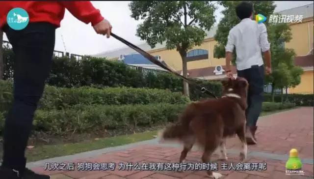 邻居说我家狗吓到他了怎么办,邻居狗咬人报警给警告处理吗