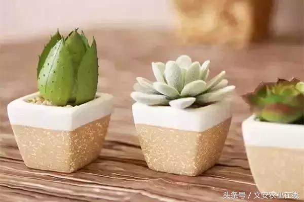 20种植物的形状和养护方法,植物不同时期的施肥