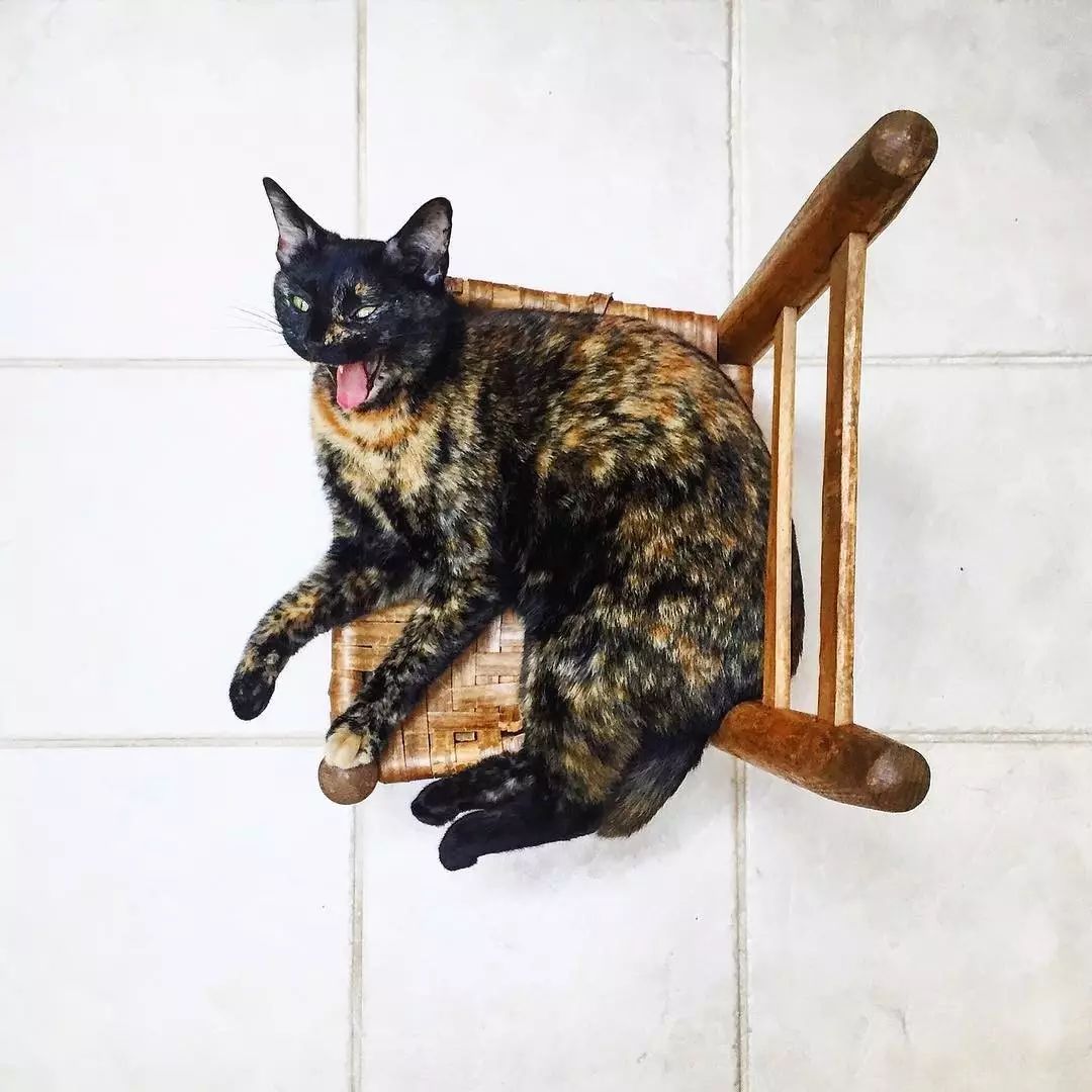 玳瑁猫最丑的猫,玳瑁猫长得好凶