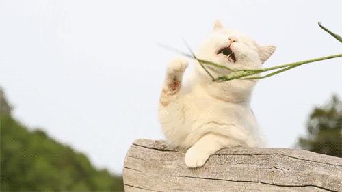 宠爱动物日记,宠爱日记小狗