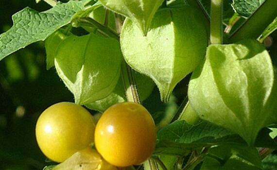 富含维生素b的果蔬排名,含维生素b的食物水果排行榜表