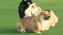 宠爱动物日记,宠爱日记小狗