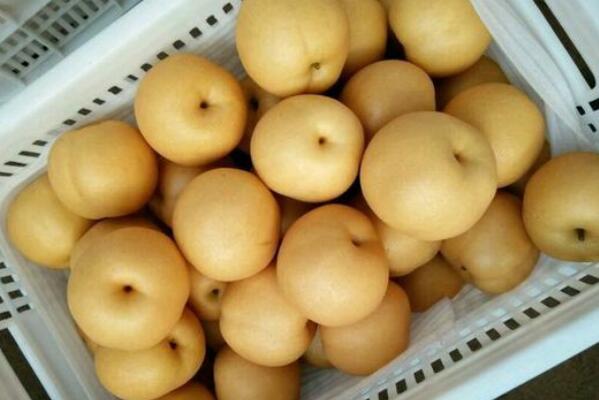 丰水梨是什么样子的,丰水梨是什么品种