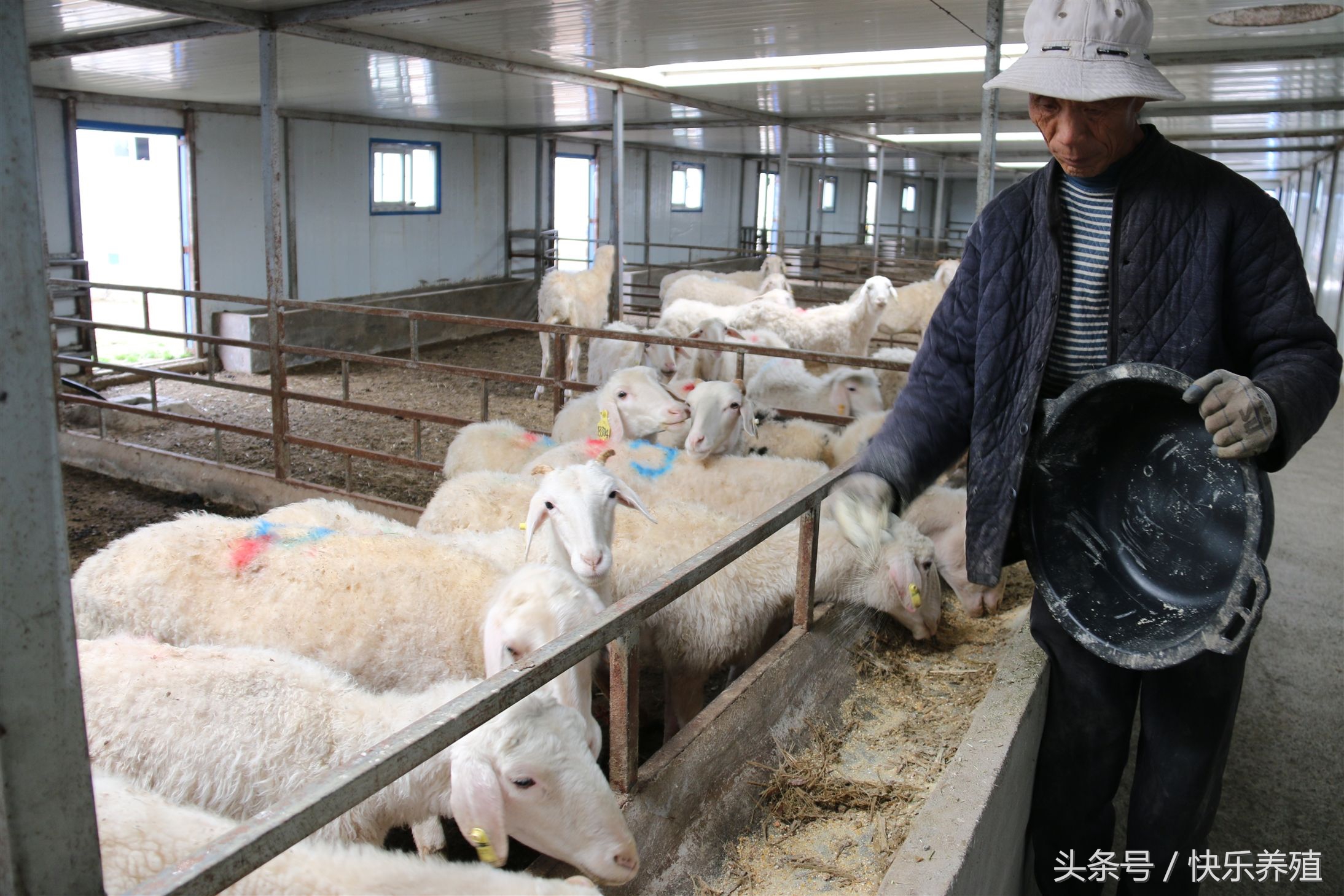 养羊技术与管理方法,养羊技术与管理方法有什么推荐书