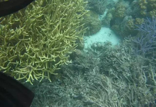 帕劳归来不看海视频,帕劳归来不看海