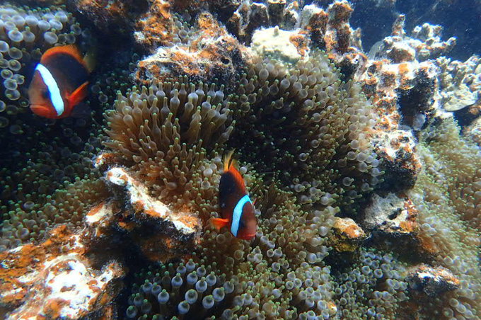 帕劳旅行全攻略,帕劳旅行攻略最佳方案