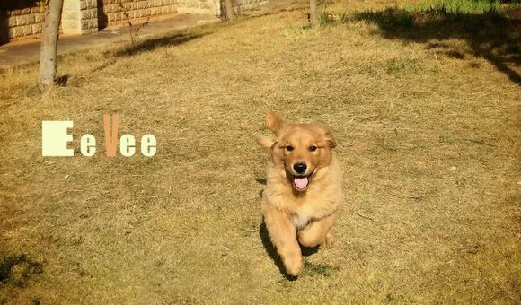 烫的卷毛用夹板拉直,羊卷毛用夹板拉直