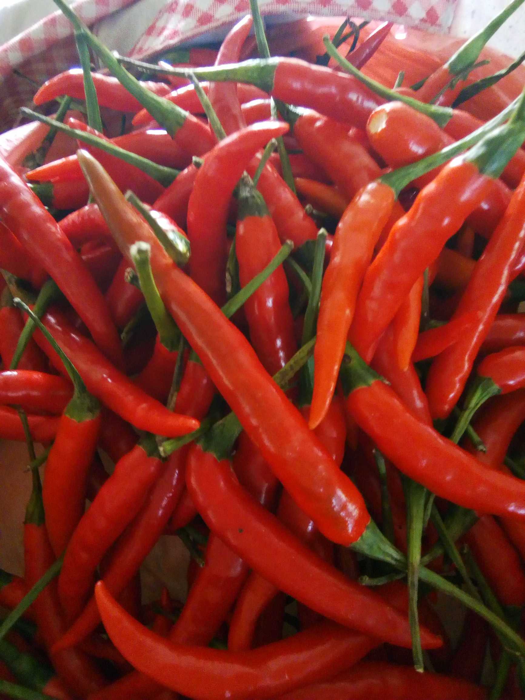 冬天什么菜最便宜最好,冬天的菜便宜