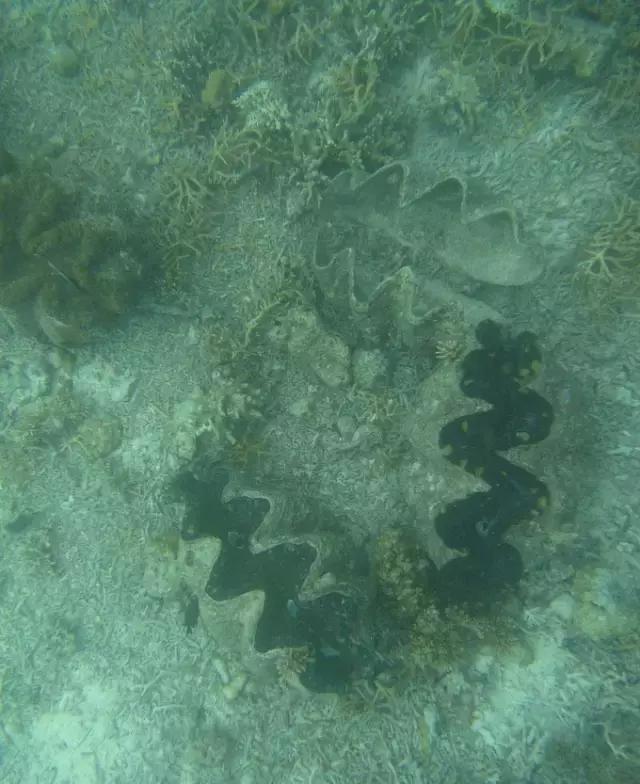 帕劳归来不看海视频,帕劳归来不看海