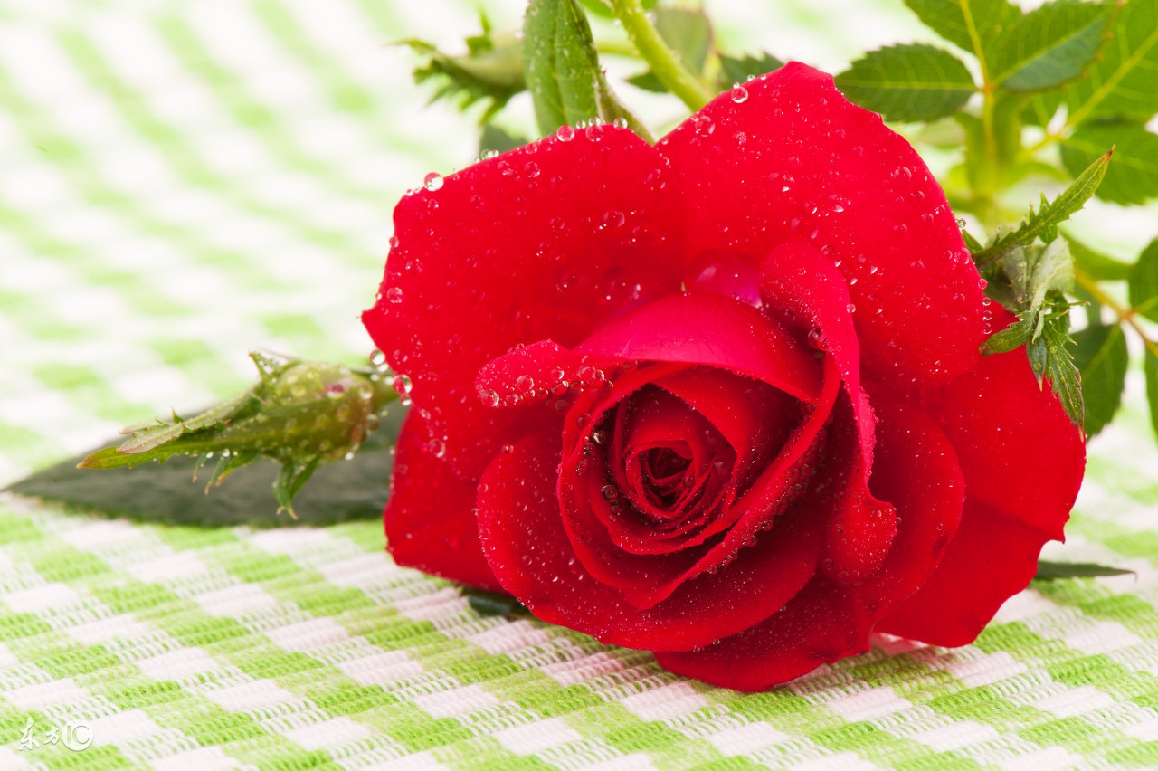 四十岁的女人要注意哪些,四十岁独身的女人