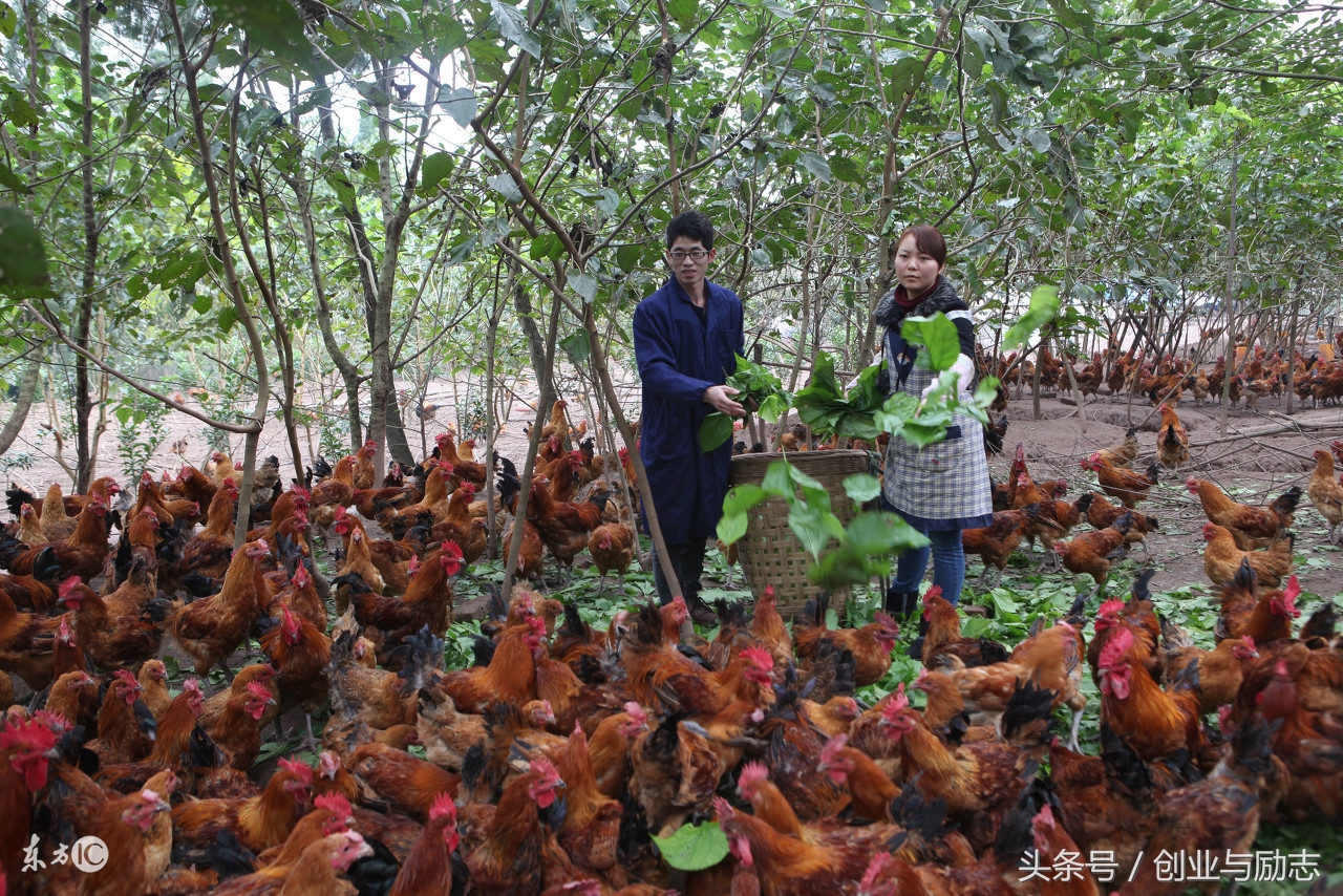 网络鸡王加盟,鸡王创业致富路