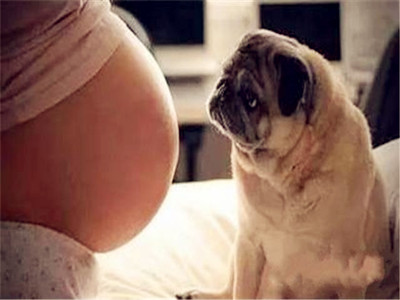 怀孕养宠物注意事项,怀孕期间可以养宠物吗