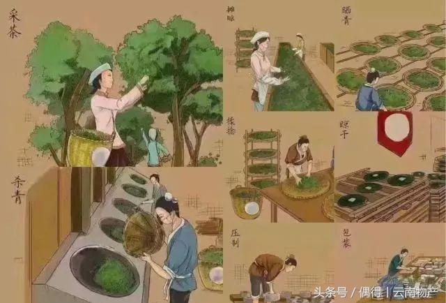 做茶的艰辛只有做茶人懂,资深茶人种茶做茶30年了